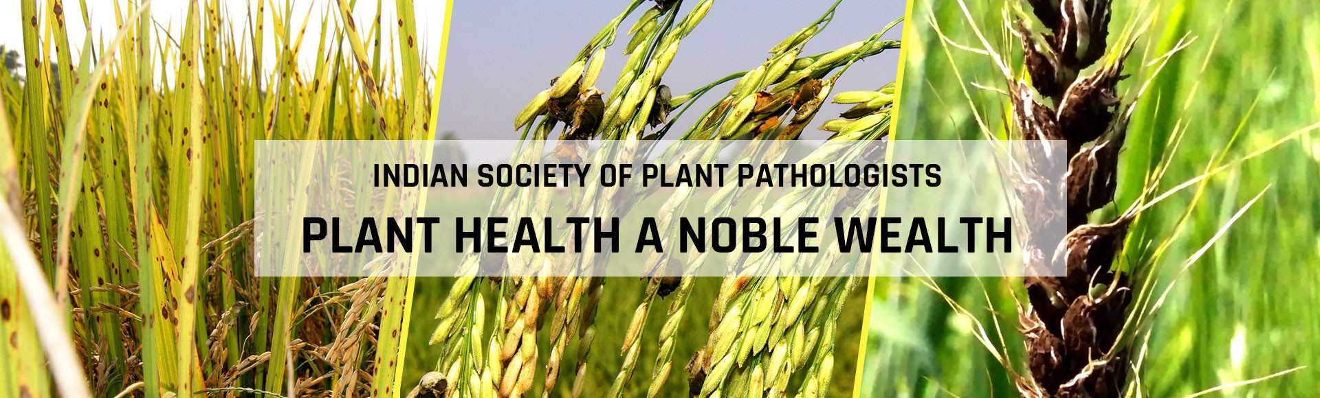 Indian Society of Plant Pathologists