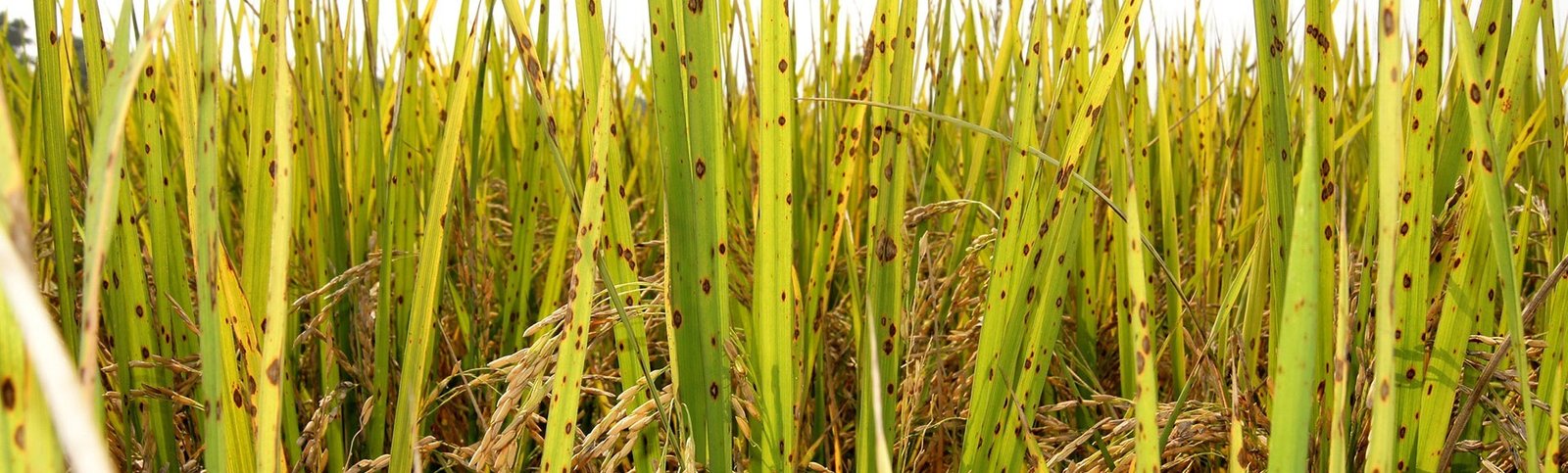Plant pathology phd thesis